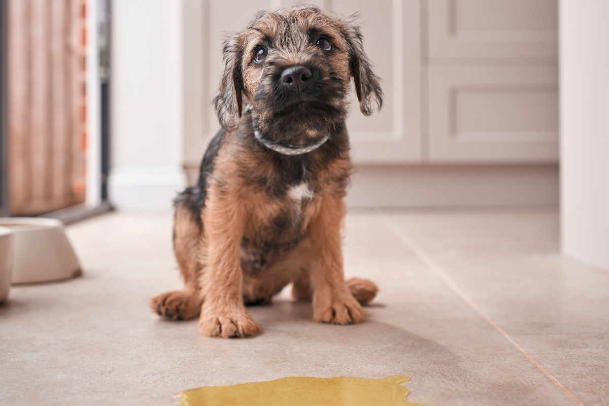 Perro frente a un charco de orina en cocina, ideal para uso de BACNIX CARE